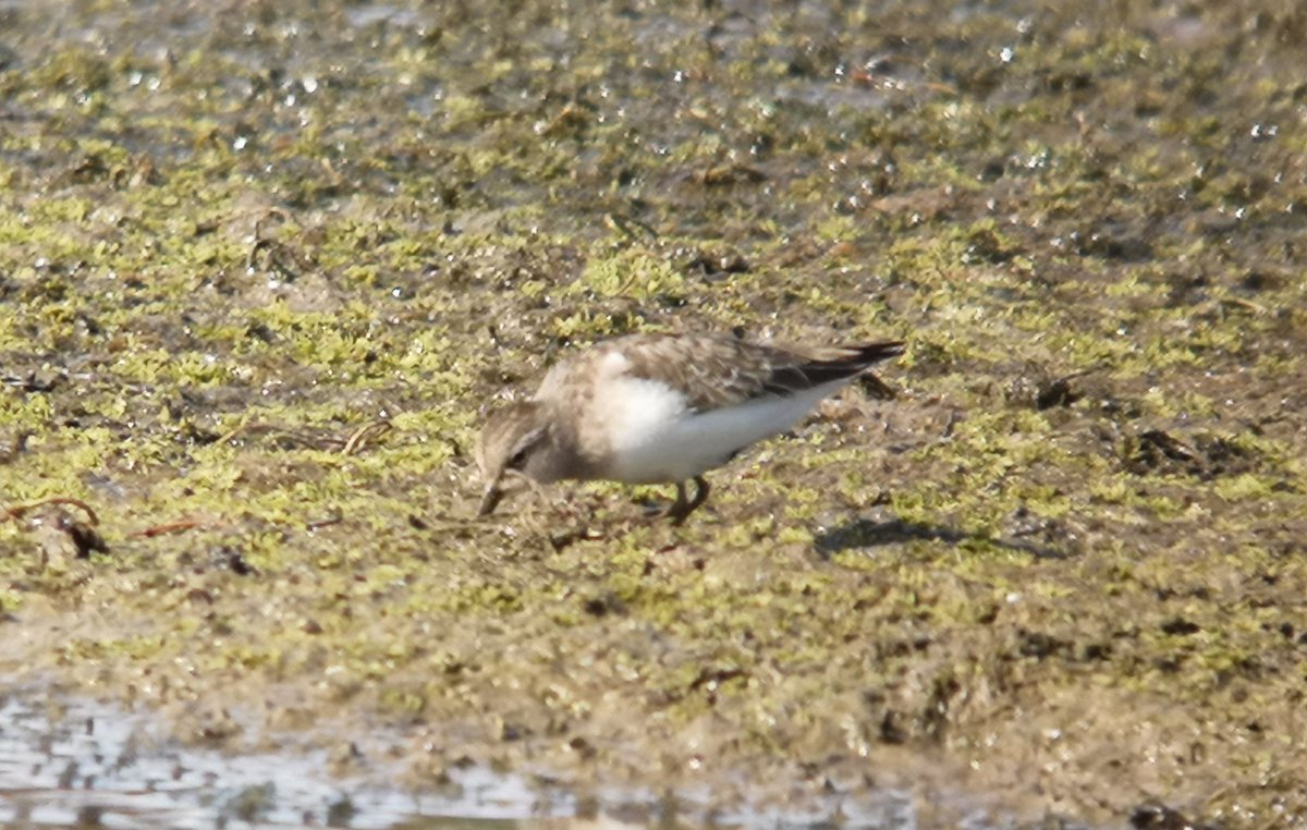 A few birds from an enjoyable weekend at Spurn Point with @katjlee. Grey Phalarope, Spotted Flycatcher and Purple Sandpiper and Temminck's Stint. Good to see <a href="/djbevanphoto/">David J Bevan</a> and John Bevan also.