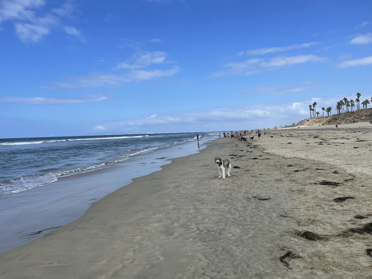 Dog Beach day! #DogsofTwittter #Dogs #dogsofinstagram #pets @DogBeach_HB_