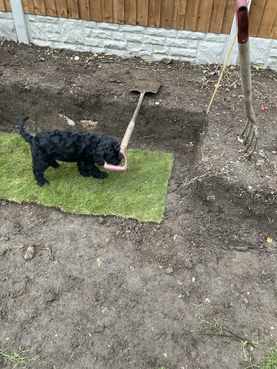 WilburBoar's tweet photo. @TheMontyDon Hello Ned from Wilfred, who like gardening. https://t.co/aJ1E04BUoq