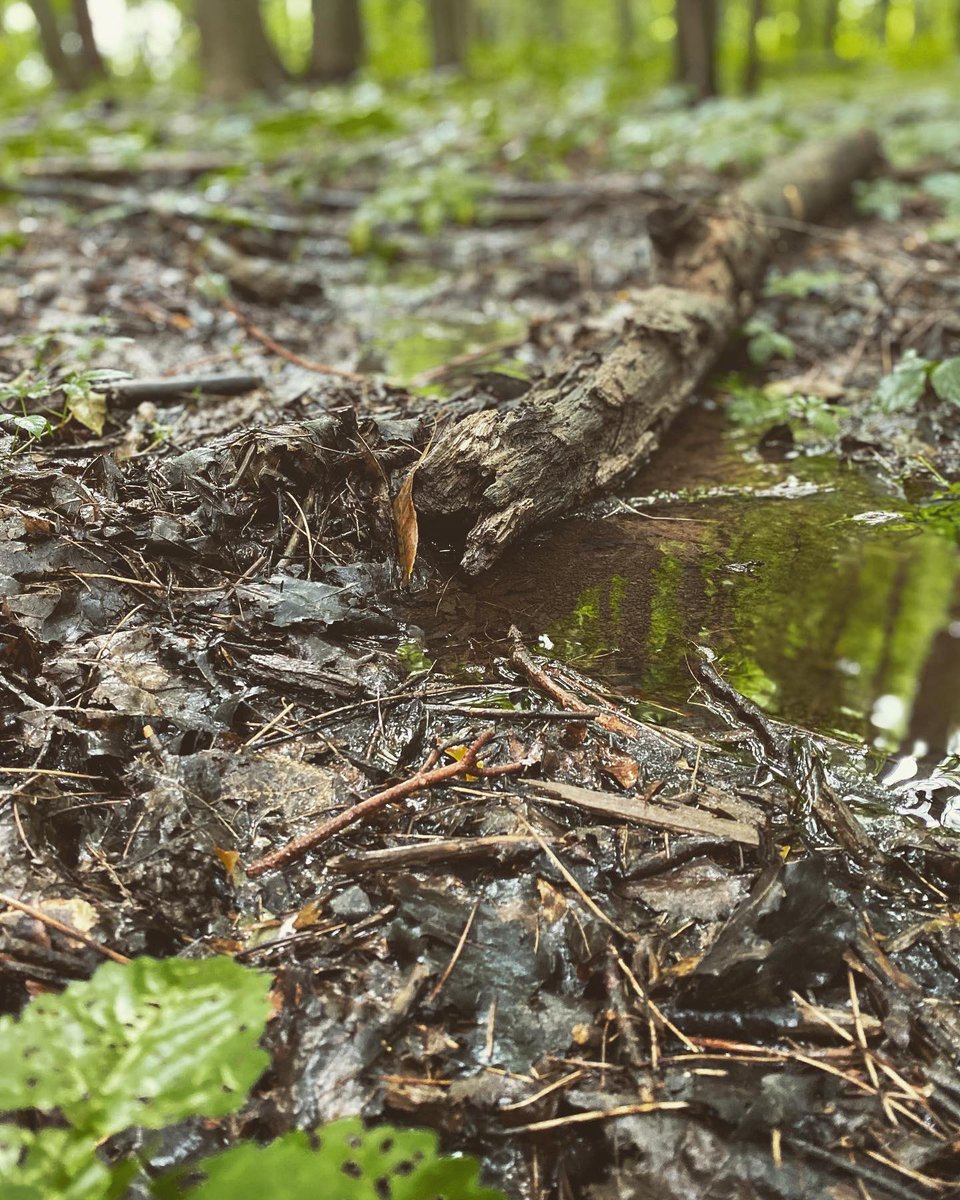 trail_is's tweet photo. Sometimes a run doesn’t go to plan. But then I reminded myself that having a plan makes everything no fun. Decided to just enjoy the rain on my run/hike today and just be at peace with it. ✌️❤️ #lifeistrailrunning #trailrunningviews #trailrunninglife #enjoyingtherain #3run5 https://t.co/sjkSMTNjKd