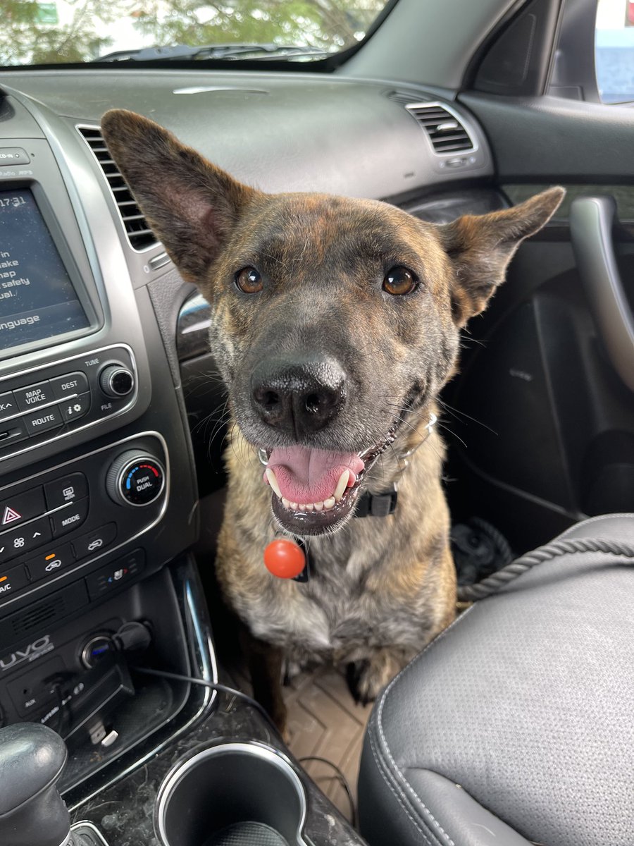 When I adopted Quincy she had heart worms. Now they’re all gone - she’s heartworm free.