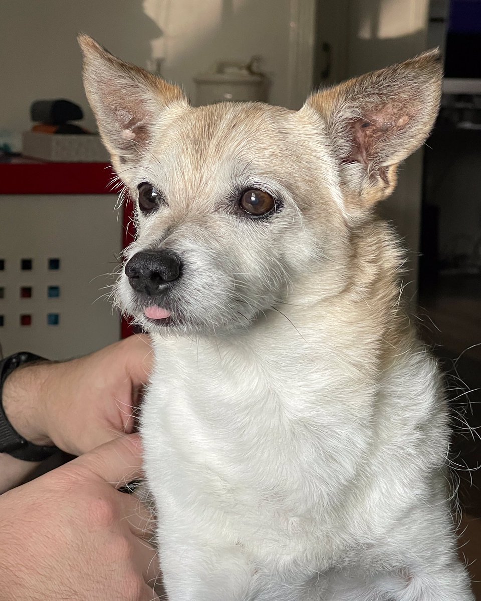 This is what happens when the vet takes out all of your bottom teeth. Can't hold your tongue in. Pffft