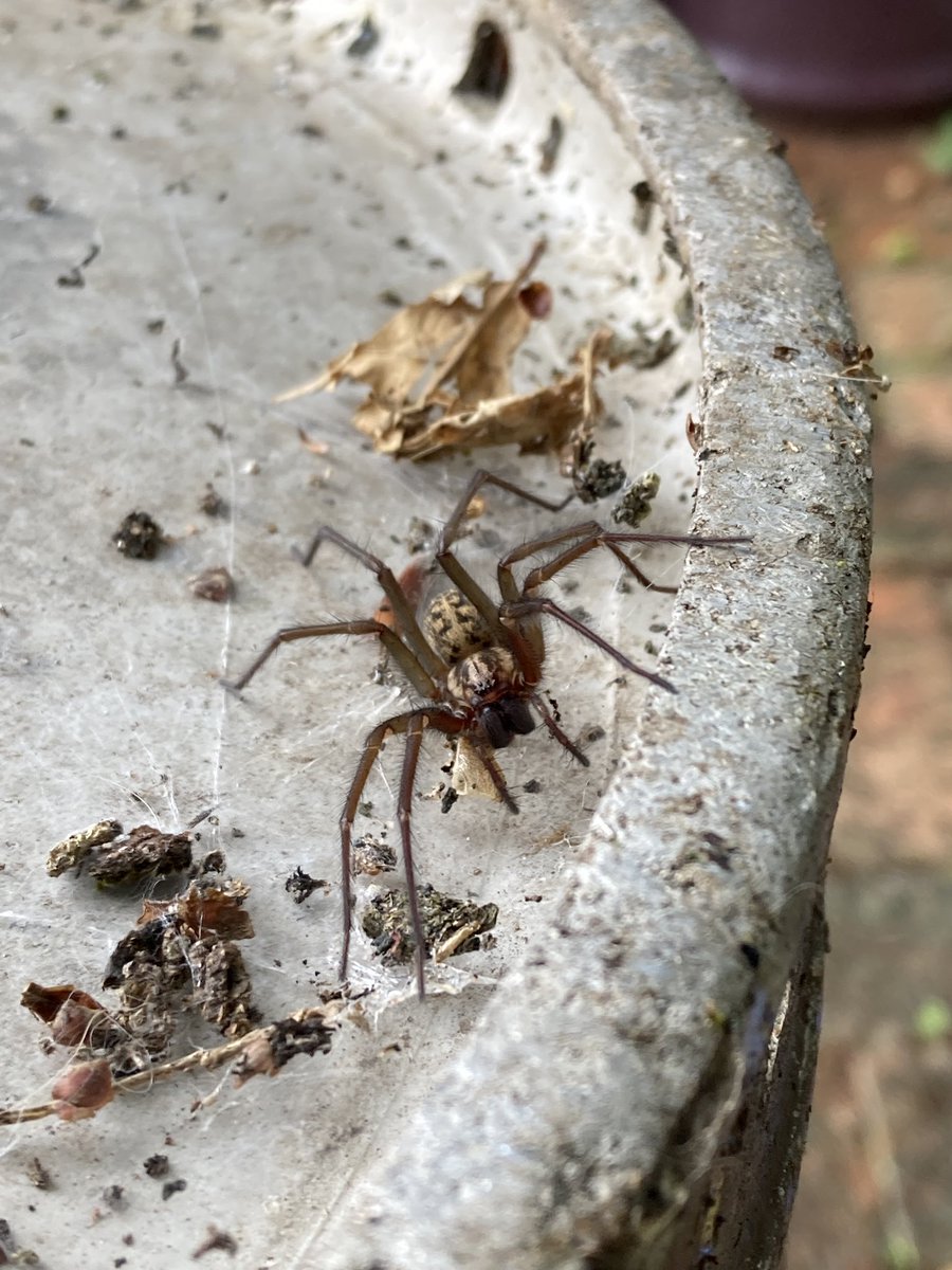 Lovely little spider found living underneath my milk churn