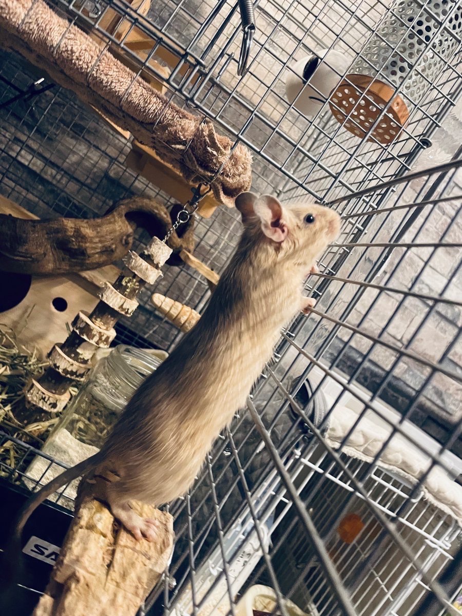 mo10ro's tweet photo. 先代デグーさんも背中を押してくれてると信じ、新しい子をお迎えして再スタートを切りました

カラーはクリーム、名前は「はく」さんʕ•ᴥ•ʔ 由来はもちろん、緑發に続いて麻雀の三元牌から

5月うまれの現在4ヶ月！少しずつ新しい環境に慣れていってくれて、それだけでもう偉すぎ

どうぞヨロシクね https://t.co/LZeHEhKsnL