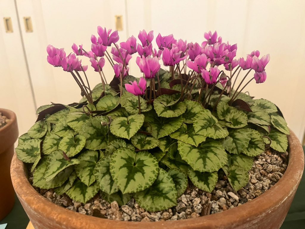 AlpinesJT's tweet photo. Few photos from todays Cyclamen show held at @BhamBotanicalGd https://t.co/gqtOSCQ3Ei