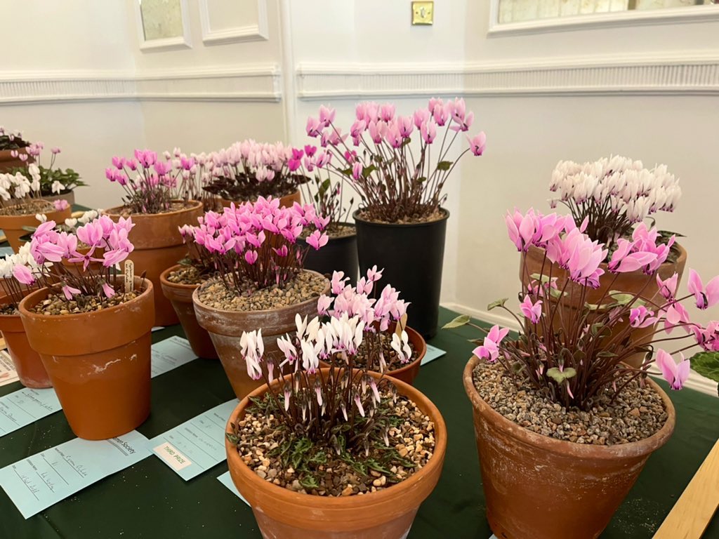 AlpinesJT's tweet photo. Few photos from todays Cyclamen show held at @BhamBotanicalGd https://t.co/gqtOSCQ3Ei