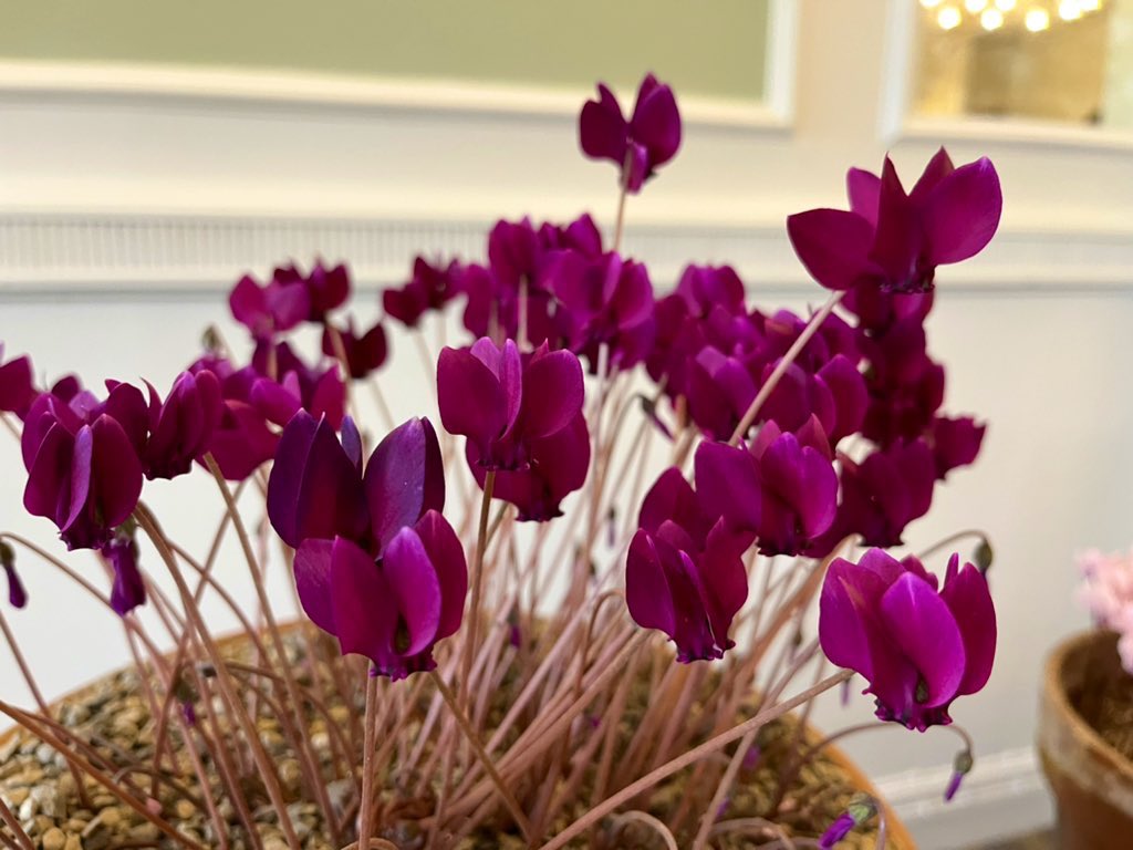 AlpinesJT's tweet photo. Few photos from todays Cyclamen show held at @BhamBotanicalGd https://t.co/gqtOSCQ3Ei