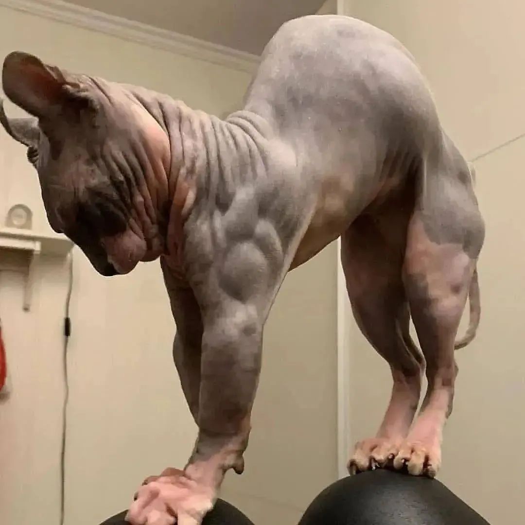 Stretching time 😏 #minksphynx #sphynxcats #sphynxlovers