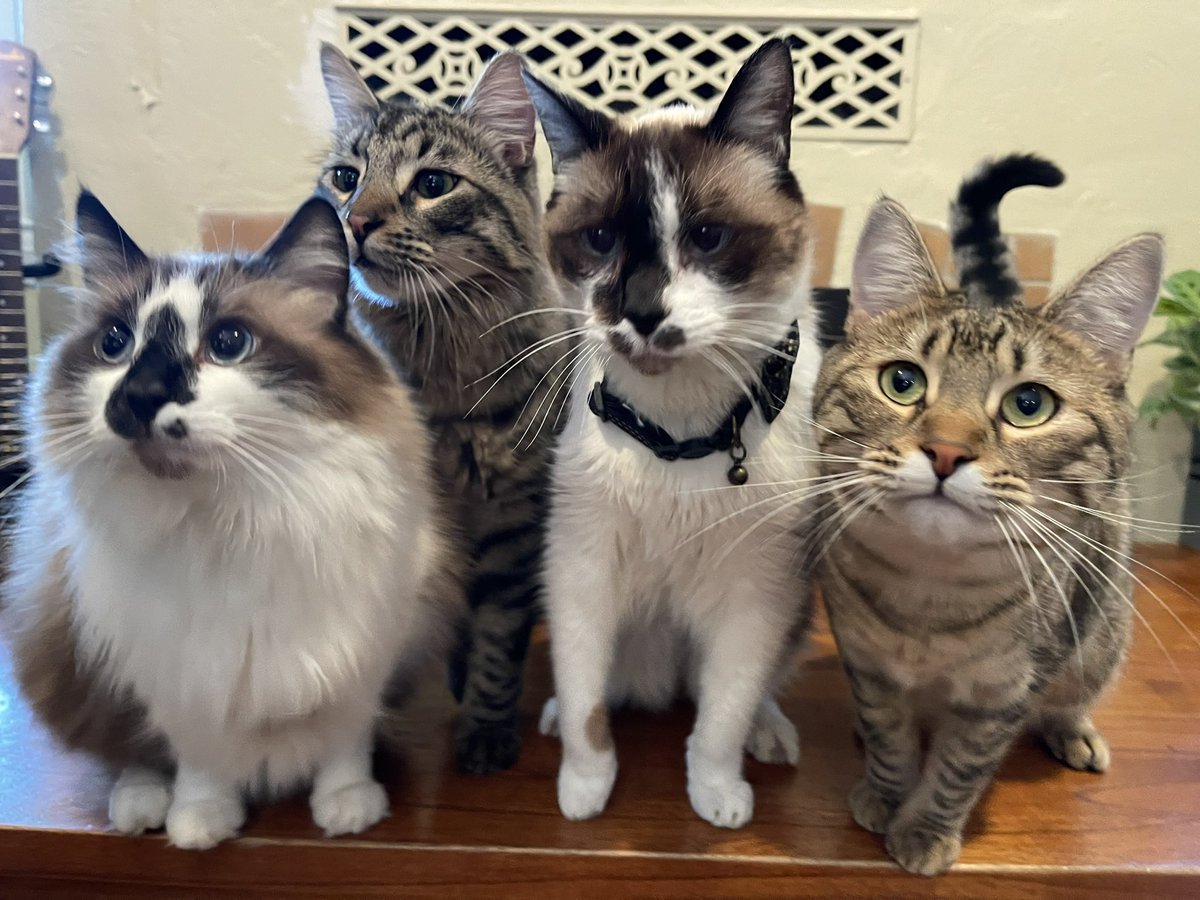 Andrea56822453's tweet photo. Happy #CatBoxSunday everyone! We want to thank everyone for all the lovely birthday greetings for our brofur Skippy! Have a lovely day friends! ❤️
#CatsOfTwitter #cats #SundayFunday https://t.co/AbLGRnsqEr