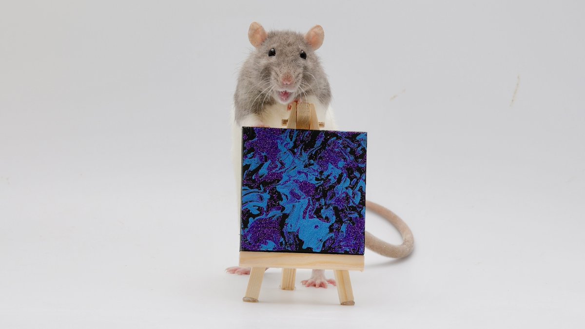 Rattrixs's tweet image. This weeks ratty paw paintings - everyone did amazing! Of course Olive had to give us tons of bloopers lol - she&apos;s such a silly rat!

If you would like to order a custom ratty paw painting of your own, you can do so here: etsy.com/shop/RatPainti…