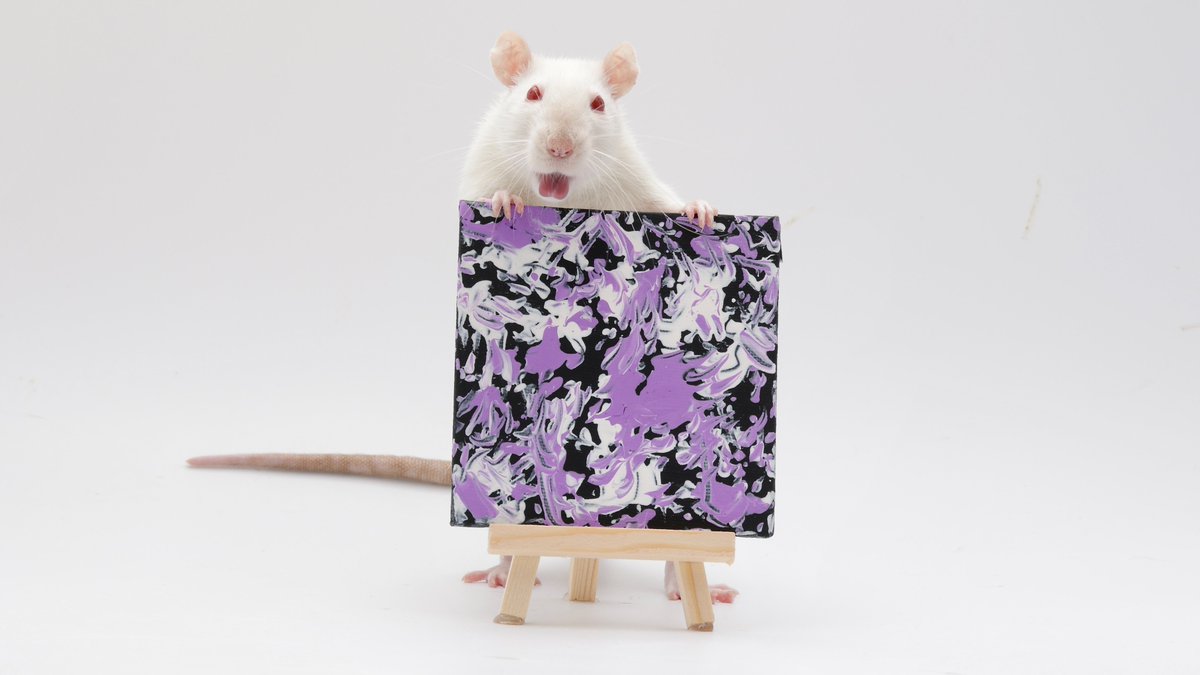 Rattrixs's tweet image. This weeks ratty paw paintings - everyone did amazing! Of course Olive had to give us tons of bloopers lol - she&apos;s such a silly rat!

If you would like to order a custom ratty paw painting of your own, you can do so here: etsy.com/shop/RatPainti…
