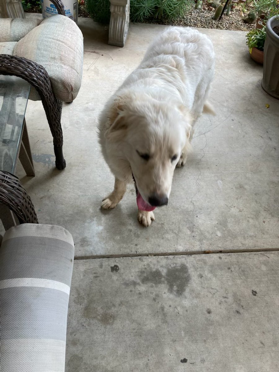 xNight4Lifex's tweet photo. This big guy turn up today around Polk and Gettysburg area in Fresno. If anyone knows of someone missing a dog. https://t.co/GeXqOxp3Mt