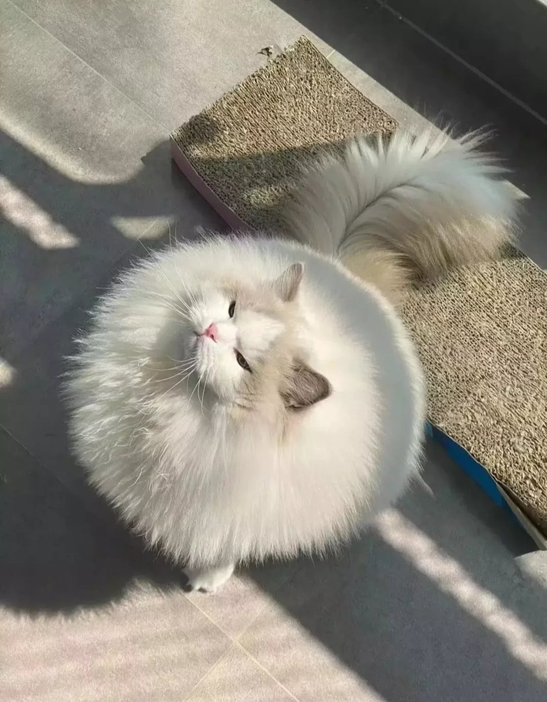 Cute pets on Twitter "weirdlilguys ⭕ https//t.co/6sPFn4EYJg" / Twitter(01)