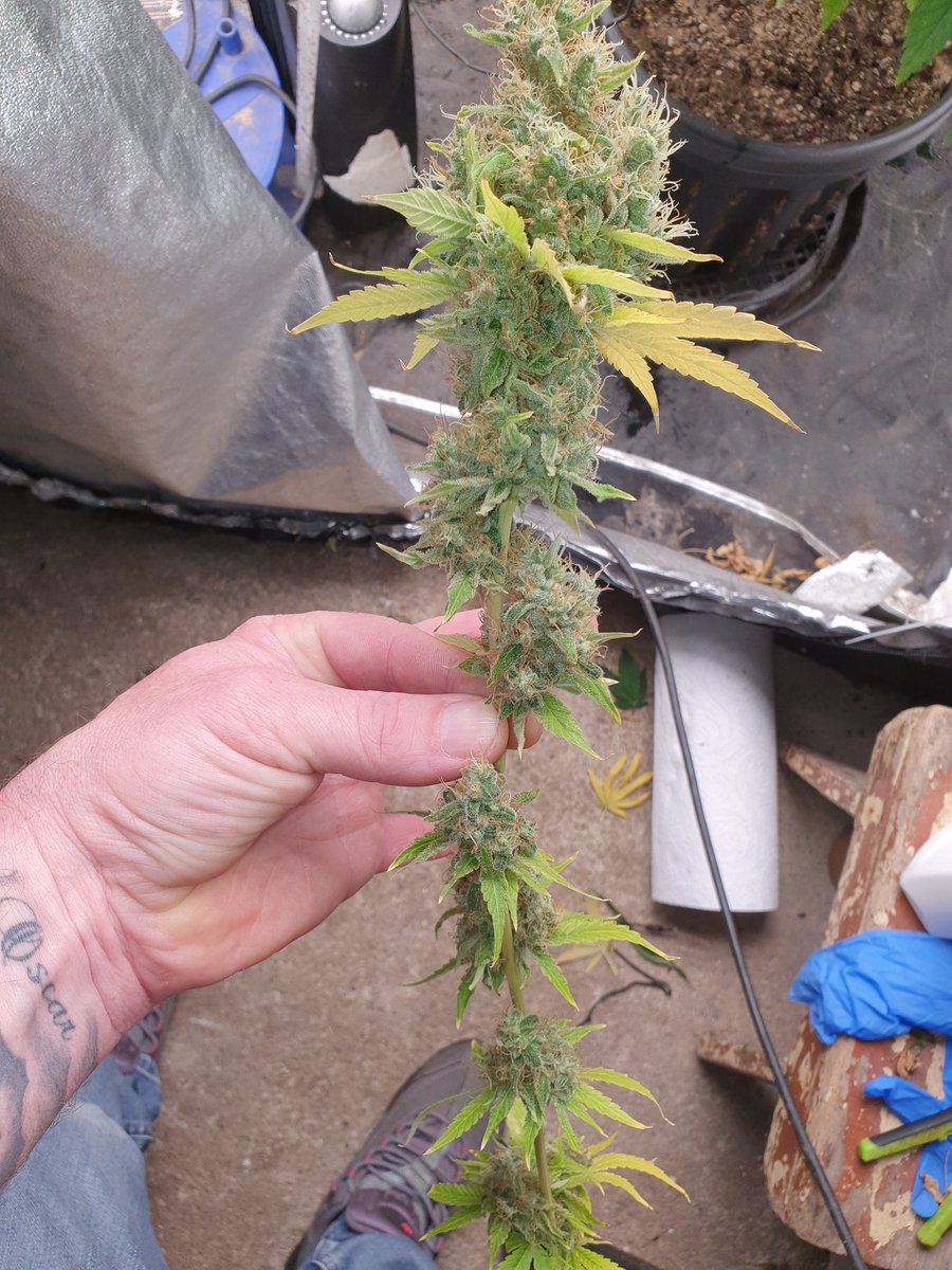 bruceleaf20221's tweet photo. Golden putang nearly 11 weeks (sativa) super frosty
smells of raw pineapple 🍍
#massmedicalstrains
#freeseed
#livingsoil
@BigRootzSoil
#grower #growyourown #CannabisCommunity
#Mmemberville https://t.co/W71DRXqfKI