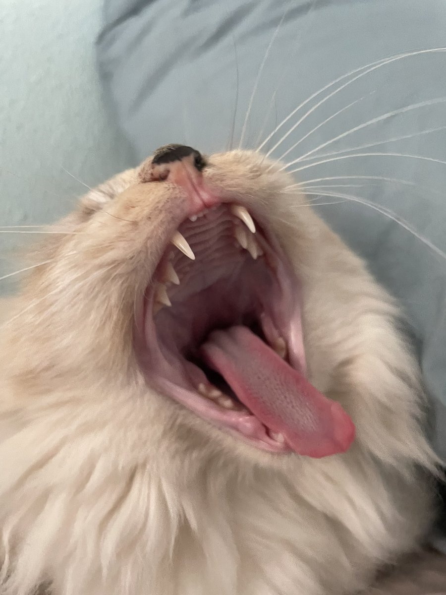 Hier heeft tweevoeter voetbal op tv… saaaaaaaaii