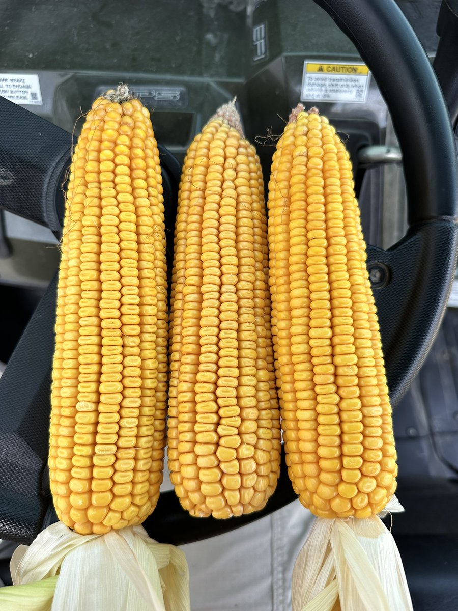 Cody_Brunes's tweet photo. Really pumped to see how this @PioneerSeeds corn from @LuseSeeds finishes out for us over the next couple weeks here in WCIN. Later planted corn looks to be the winner here this year #Harvest22 #BrunesFarms https://t.co/rF6SFZFpdj