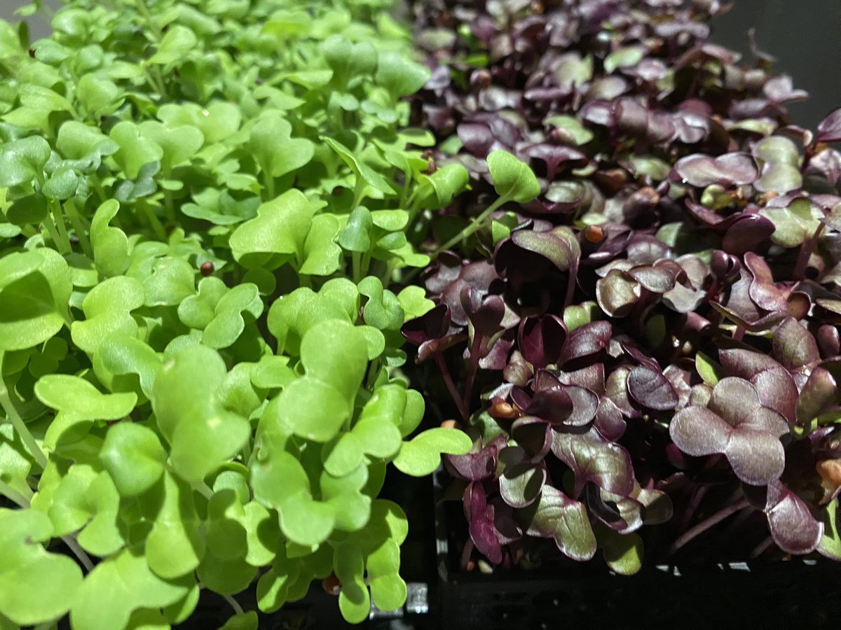 This is what we call #premium #microgreens