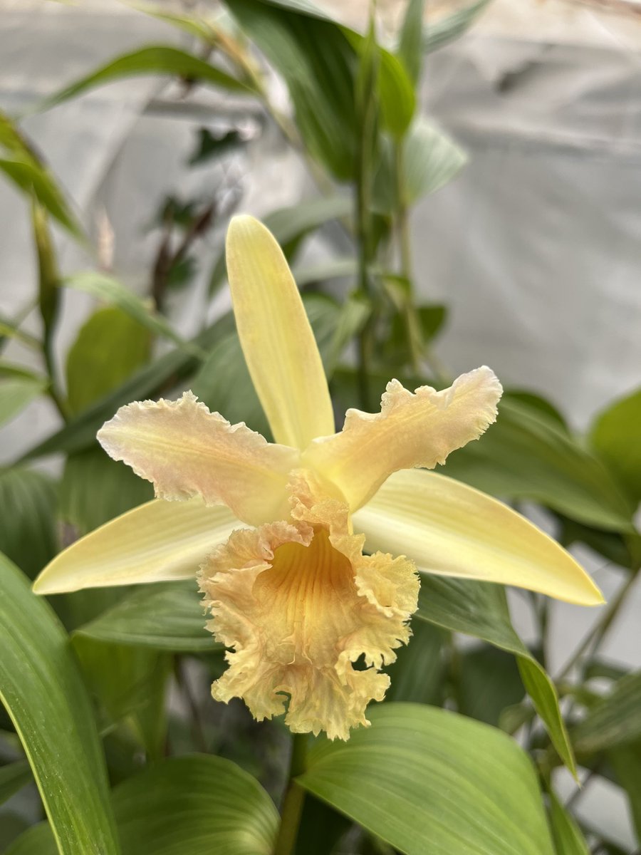#SobraliaSunday with this #yellow #pastel #orchid #flower #bloom in the #SanFrancisco #greenhouse this #sobralia #grow in a #tropical #garden #orquideas #orchidee #flor #jardin