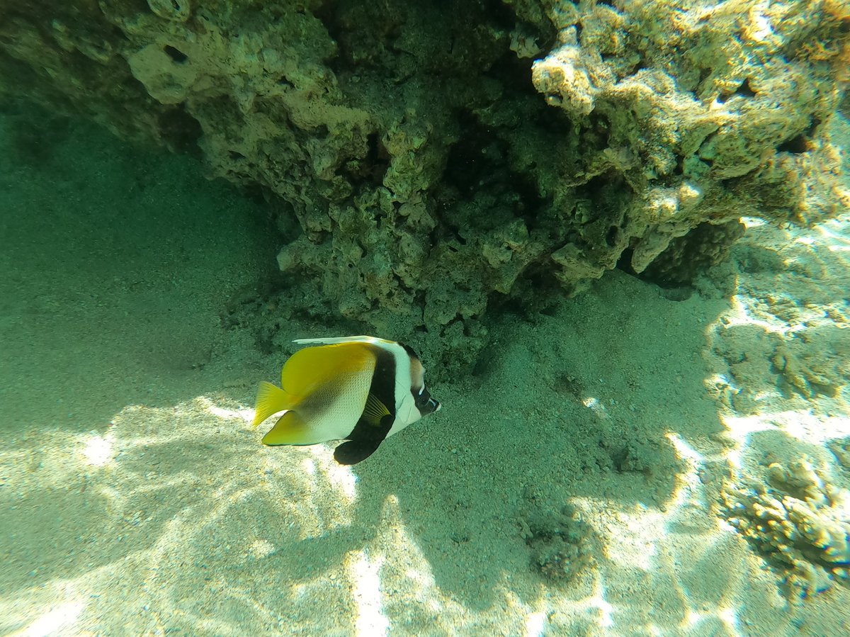 Hi friends ....... #naturelover #nature #love #naturephotography #myhome #woldnaturelover
#fishphotography  #thesea #sea_tawinan #underwater #elezen