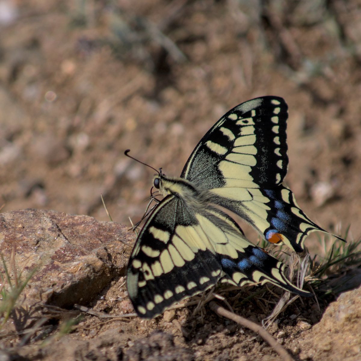 AegonV's tweet photo. Macaón | Papallona Reina
#Machaon #PapilioMachaon #Macaón #Papallonareina #OldWorldSwallowTail https://t.co/6rmobWlXPm