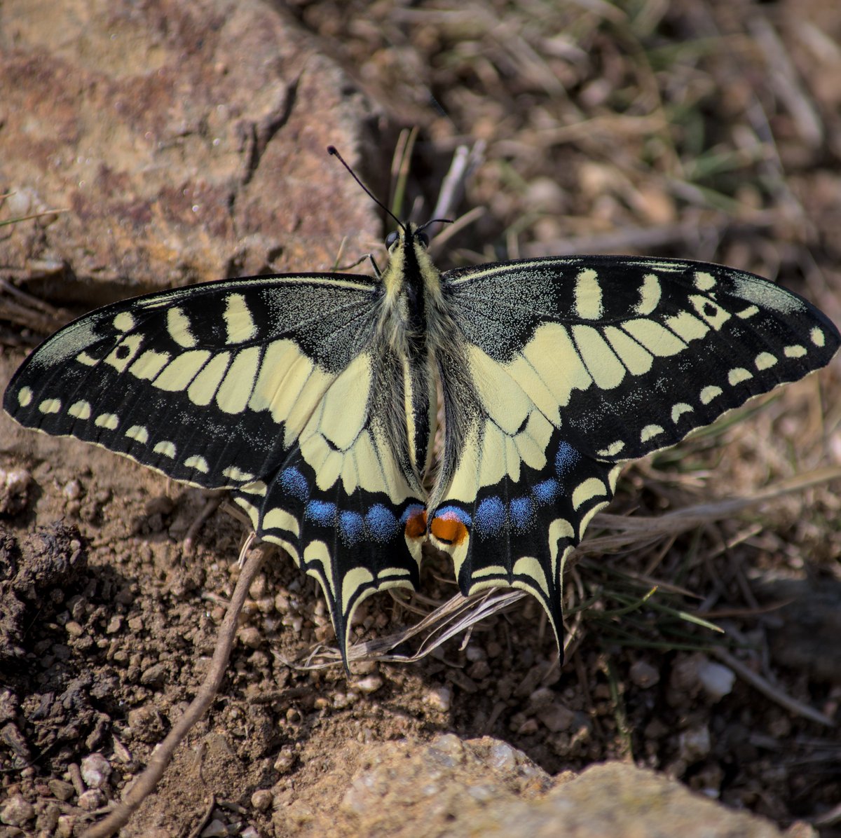 AegonV's tweet photo. Macaón | Papallona Reina
#Machaon #PapilioMachaon #Macaón #Papallonareina #OldWorldSwallowTail https://t.co/6rmobWlXPm