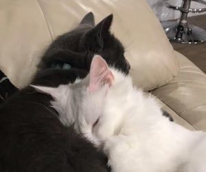 LiStudytt's tweet image. 🔎 Search me |#studytwtbr #studytwt 

  • Lig, 20 anos
  • Cursando Ciência e tecnologia- UFBA
  • Estudo italiano || Port e eng 💬
  • Quero estudar Coreano || Francês 
  • Livros, rotina, gatinhos e coisas fofas
                     ۫ ּ ៹ ࣪ 🎀🍓 ִֶָ °.