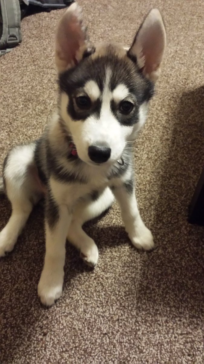 lastkisscowboy's tweet image. #StoriesForSwift