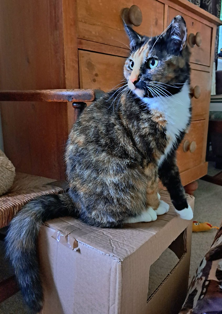 Momo the calico cat posing for #catboxsunday #CatsOnTwitter #CalicoCrew