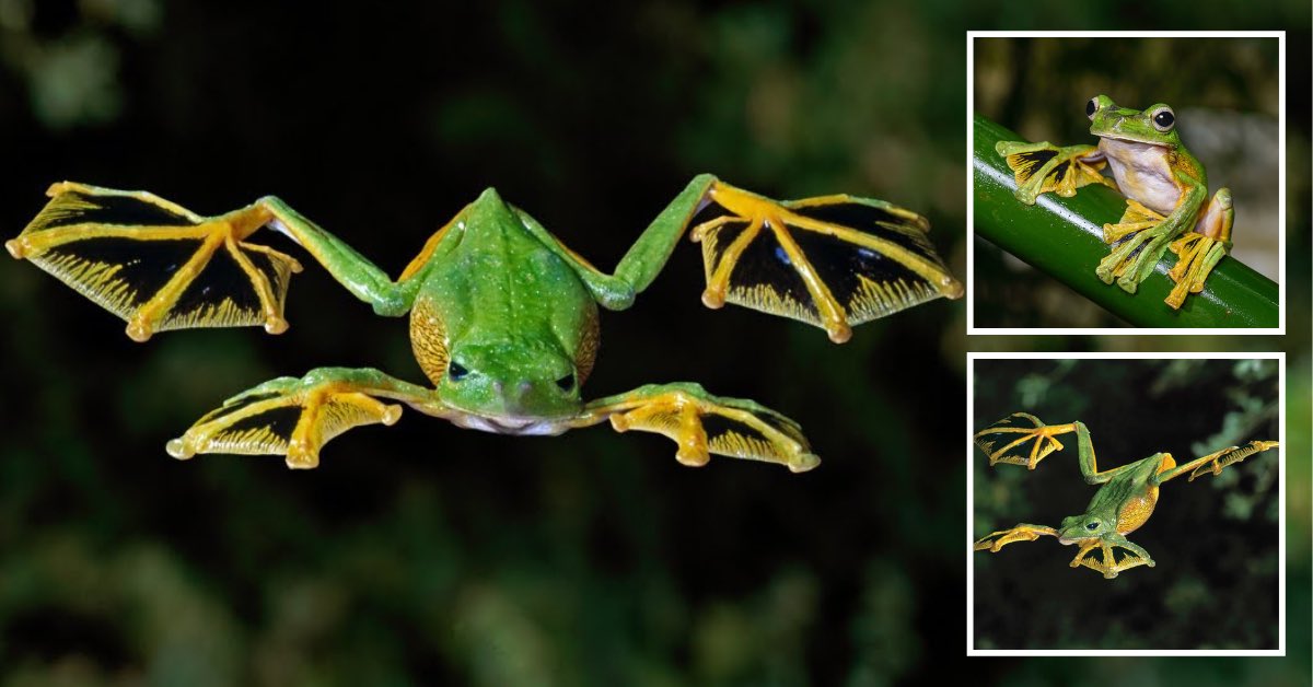 Phenomena tweet media