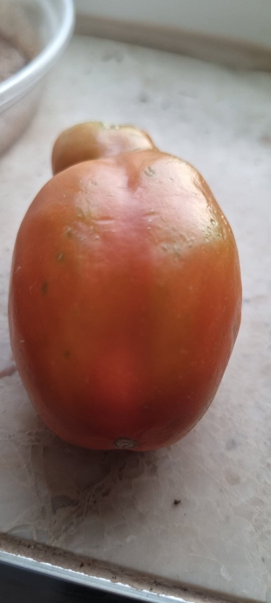 comfy_cards's tweet photo. Day 1 Homegrown San Marzano tomato window ledge ripening. ๐๐ After 2 weeks next to an uncooperative banana, this tom is reduced to waiting on mediocre sun through glass, as sun outside has failed.โน๏ธ Stay tuned for more #TomatoWatch #tomatofever ๐๐คฃ๐คฃ Who knows the outcome? https://t.co/mWCm3qBOWN