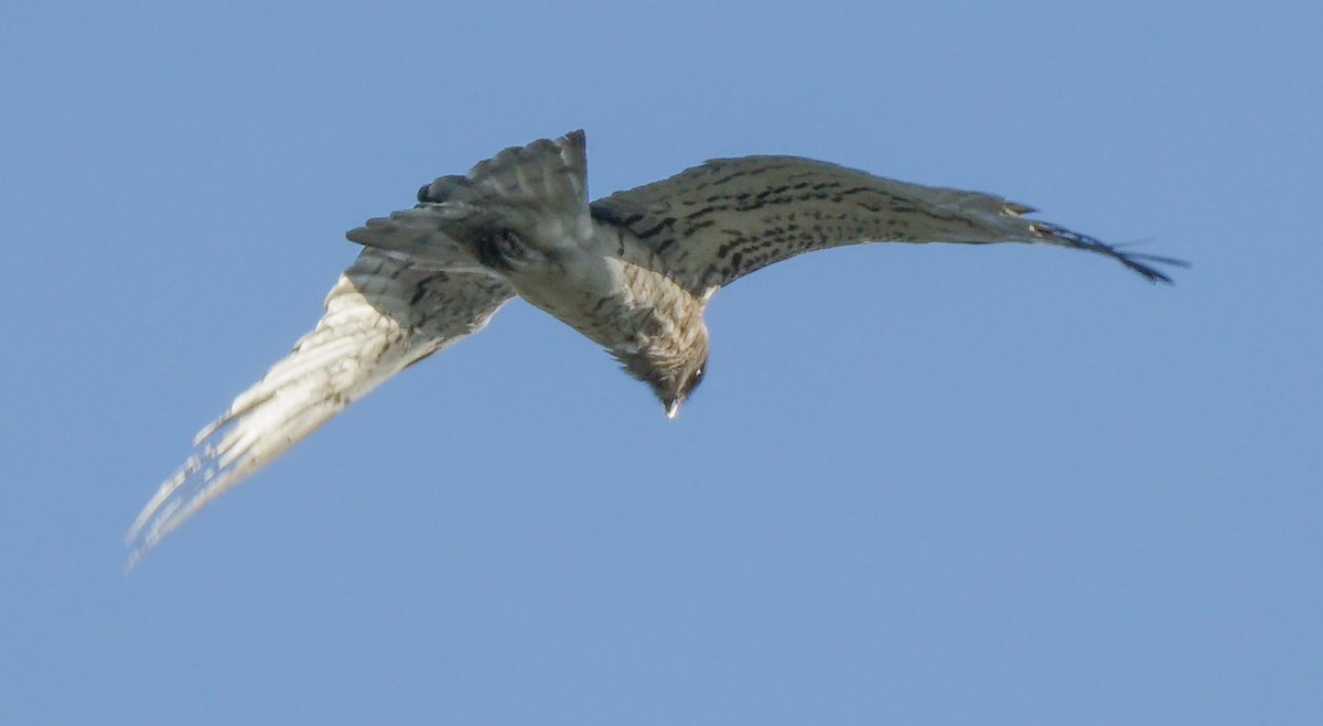 #aligamarcena #Circaetusgallicus #ocells #ocelldecatalunya  #birds #casserres #berguedà