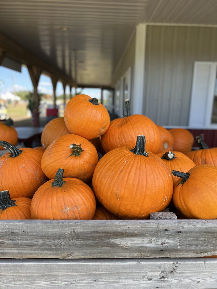 The pumpkins have made it to the corn maze! 
There are lots of carving pumpkins for $8 
We're open Sundays from 1-5
Mondays: closed
Tuesday-Saturday: 10-8
For more information 👇edmontoncornmaze.ca