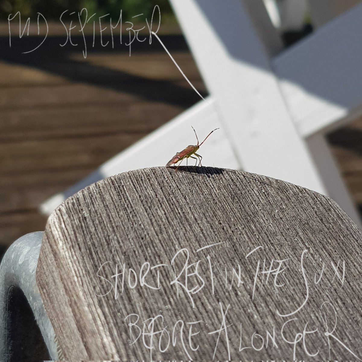dglvd_txt's tweet photo. mid september 
short rest in the sun 
before a longer 

#haiku #senryu #shahai #haiga #10words https://t.co/uR5jrX2TT0