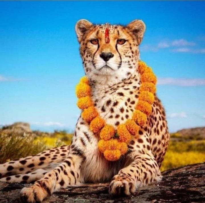 jabbarsmns's tweet photo. स्वागत इतकं जबरदस्त झालं आहे की,त्या बिचाऱ्या चित्ताला पण विचार पडला असेल की मी जंगलात आलो की #बीजेपीत.

#म #मराठी #चित्ता #CheetahIsBack #CheetahinIndia

@Nayan7217_ @fighterhemant @MalavadeSushant @mnsreport9 @mnsRepost @AmitThackeray24 @mnsadhikrut @DigitalManse @mumbaimns https://t.co/ko4r4qdDKX