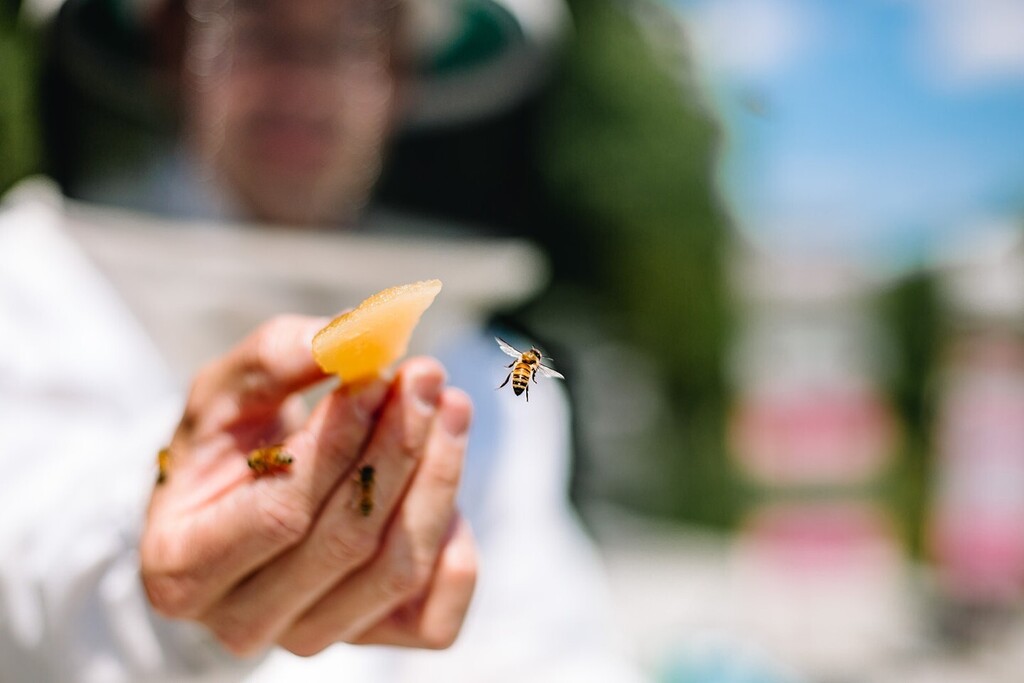 I love this time of year because the bee yard is on autopilot.  Your splits for the year are done, your strong queens are going into the winter and the brief nectar flow fueled by the booming goldenrod is all for the bees to enjoy. No messing with harves… instagr.am/p/CiqEmBIN-1d/