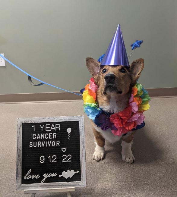 LowRiderCorgi's tweet photo. A survivor 💞

#corgi #puppylovers #DogLife https://t.co/l4QkWpcxt4