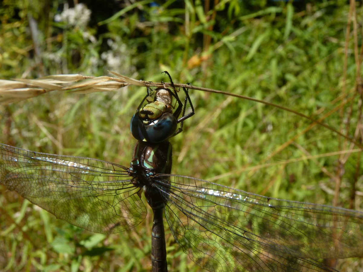 FungiwithBengi's tweet photo. Dragonfly eating its neighbor. https://t.co/O66sr96OjZ