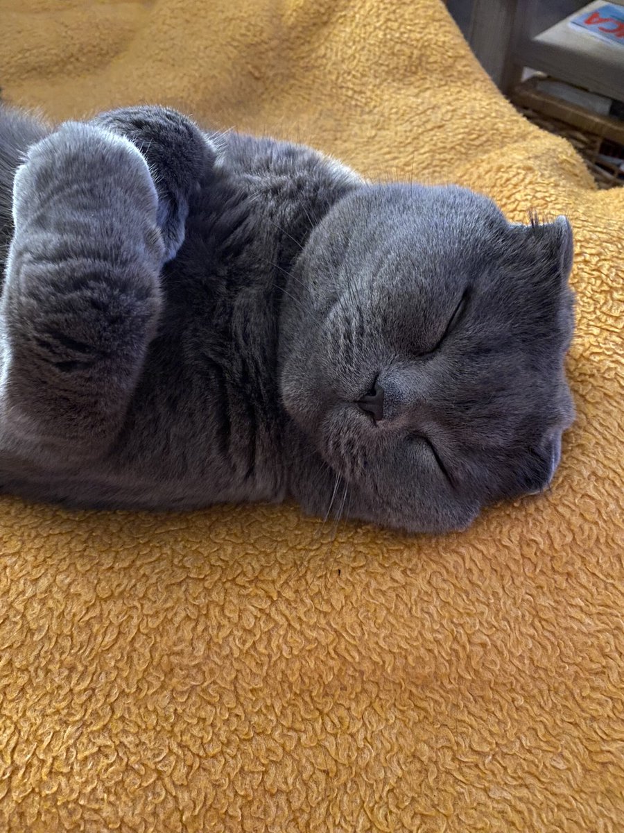 What a day my friends 😍. Dad told me that I have dozens of new friends. So I can sleep now. Good night my friends 😘😴😺 #CatsOfTwitter #CatsOnTwitter #Caturday #cats #ScottishFold