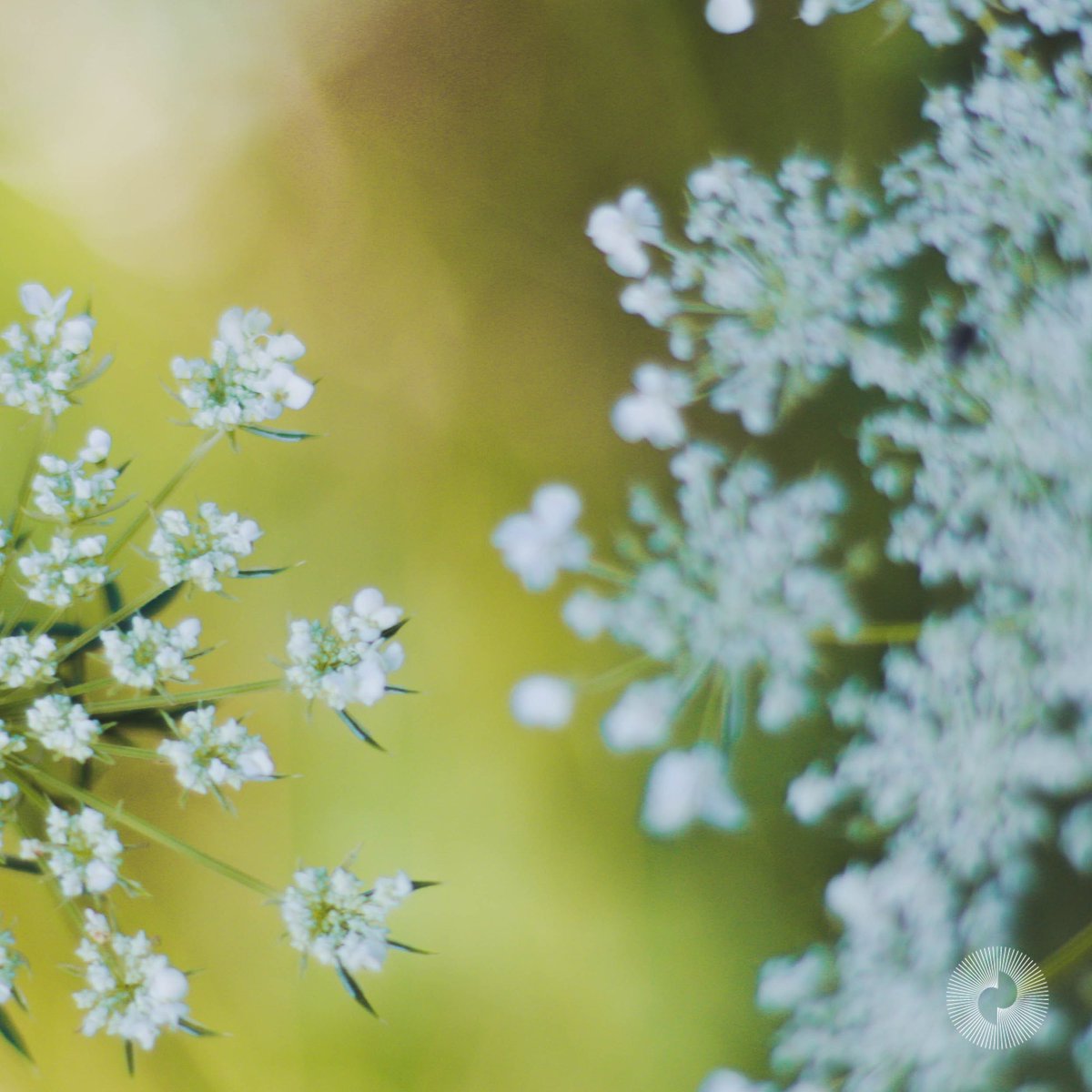 HeartfulnessUae's tweet photo. Ｓｔｅｐ 7 ｆｏｒ ｐｅａｃｅ - The Power of Nature
Step outside and enjoy a bit of nature, walk in a park or relax in a garden. If you're stuck inside, open a window and look up at the sky. https://t.co/KjV90bkp3t