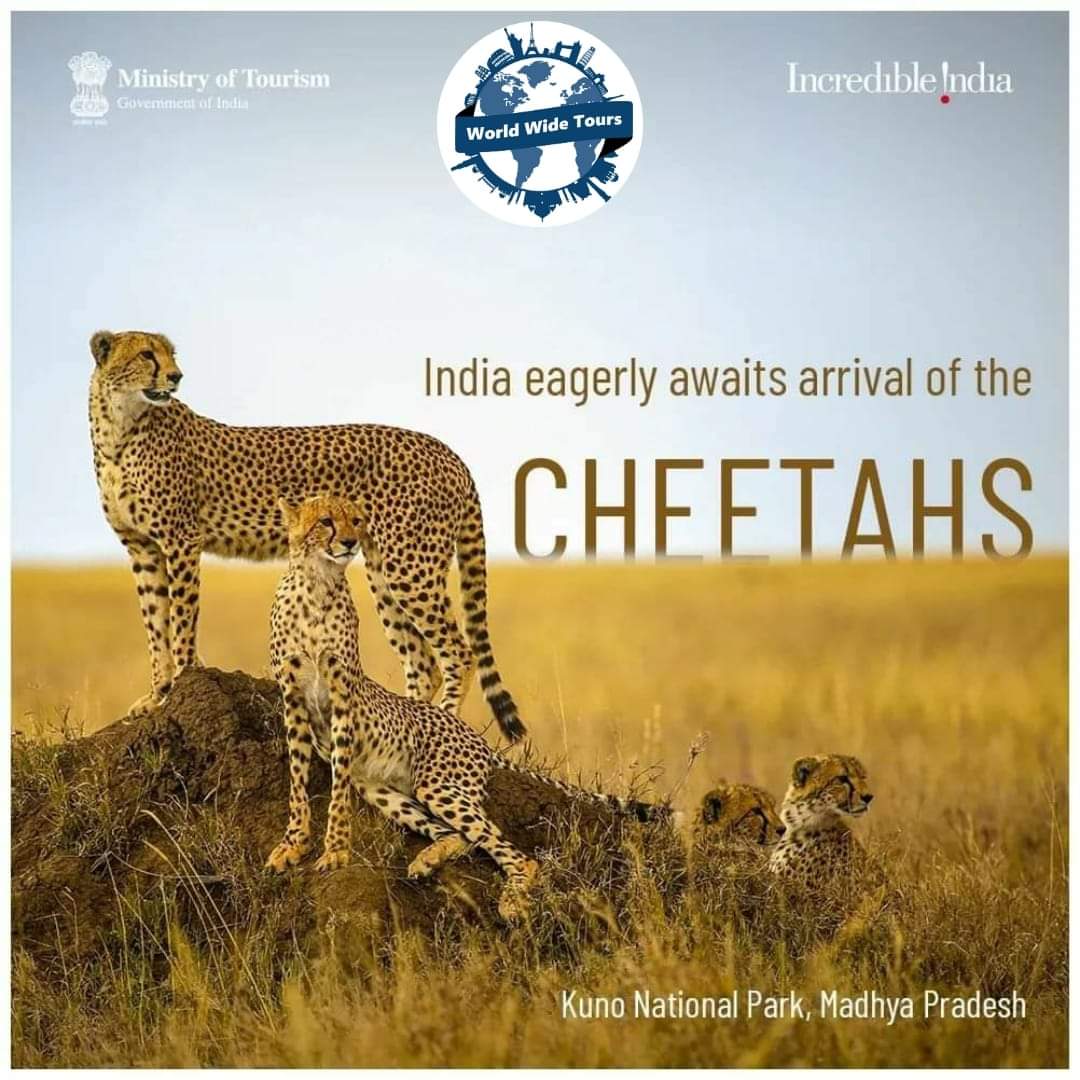 WW_Tours's tweet photo. 💢#WORLD_WIDE_TOURS  - A New Pulse of Life 

#Repost  

The stage is set as the Cheetahs land today in the wilderness of Kuno National Park, Madhya Pradesh from Namibia!

Eight cheetahs are arriving in India under the able guidance of our Hon'ble PM Shri Narendra Modi. https://t.co/USvdlz7rI9