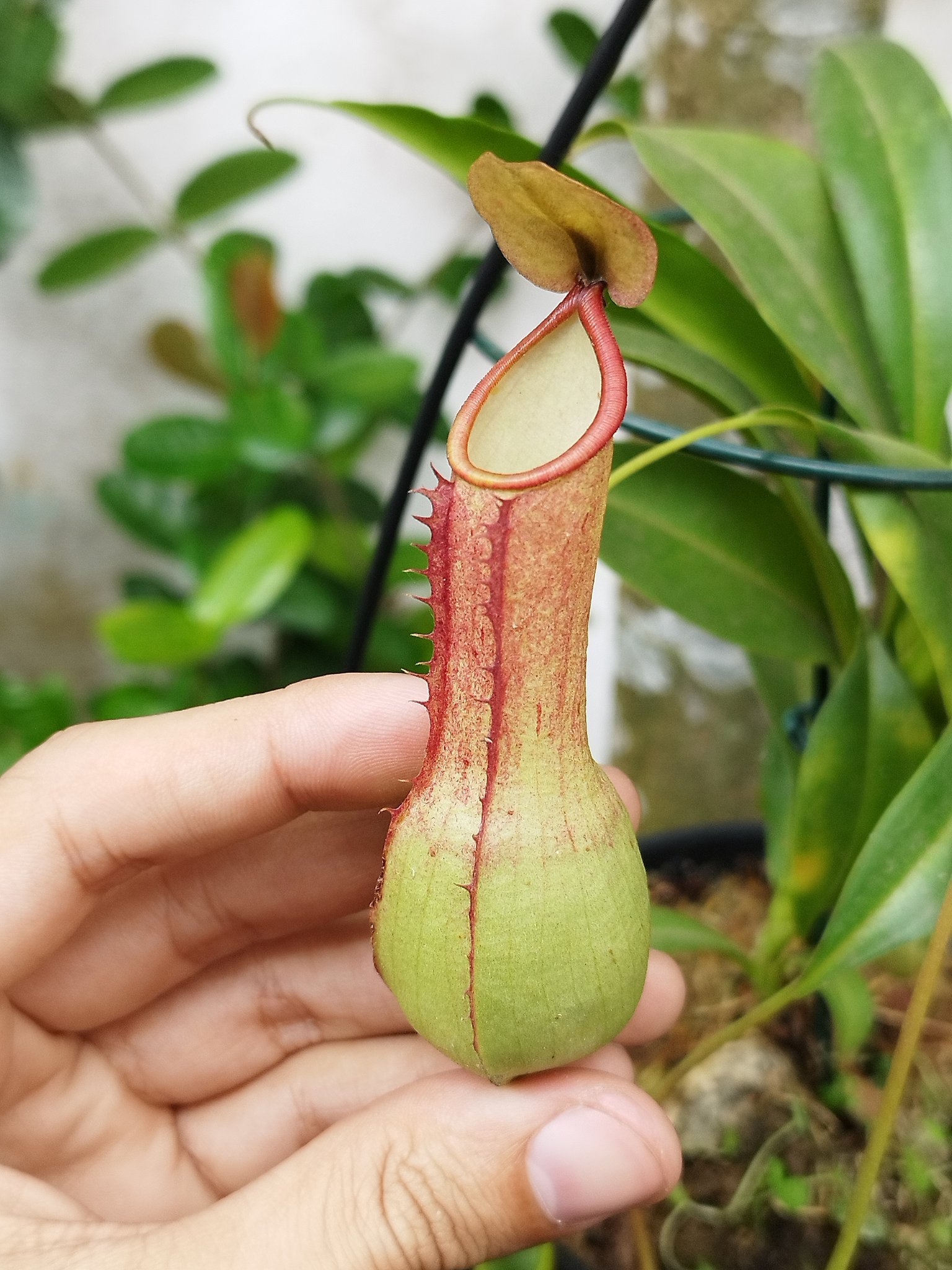 Nepenthes pokemon - Plantas Carnívoras