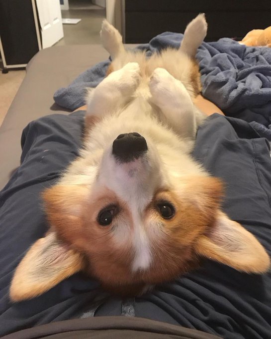 Do you have to go to back to work hooman? 🥺