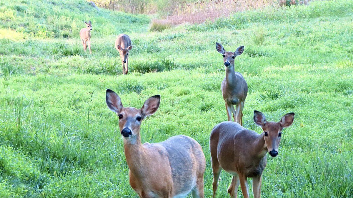 SegrestJen's tweet photo. Wildlife outback #NaturePhotography #WildlifePhotography #deer #AnimalLovers #naturelovers #wildlife #montco #mybackyard https://t.co/5O3ba4y3Pd