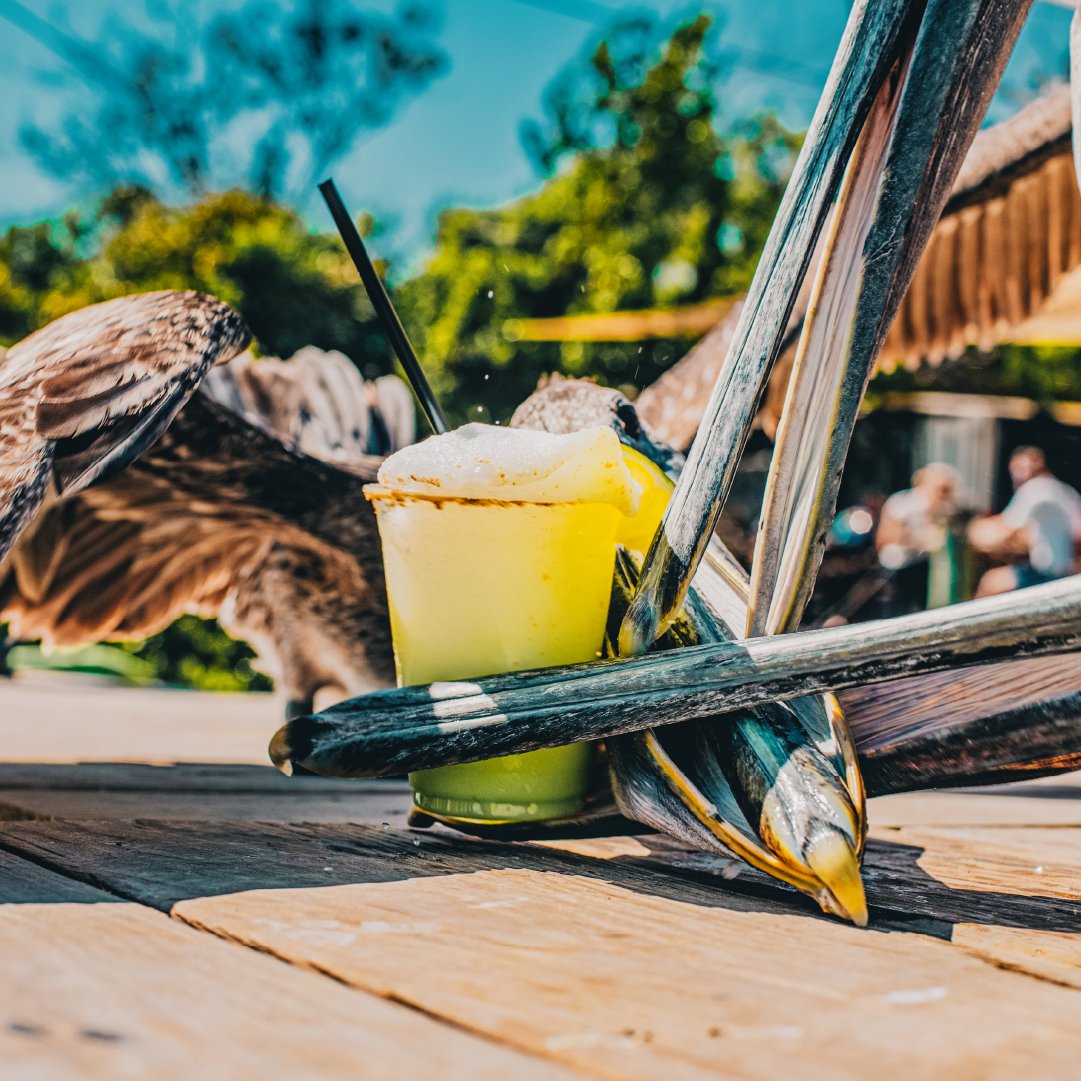 RobbiesMarina's tweet photo. Yes, even the pelicans are alcoholics down hereπΉβπβ
.
#travel #traveling #florida #floridakeys #islamorada #fishing #robbies #visitflorida #maindock #vacation #islandlife https://t.co/0Ff1XTU44O