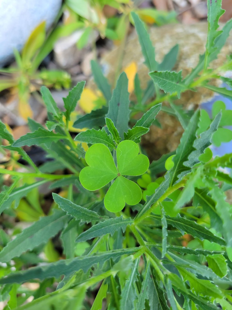 LyndenDaley's tweet photo. Many consider clovers to be weeds, but insects love it. ☘️
#wildlife #plants #clover #plantlife #NaturePhotography #photography #cloverpatch #nature
#TwitterNaturePhotography #TwitterNatureCommunity https://t.co/D9uiav2MZJ