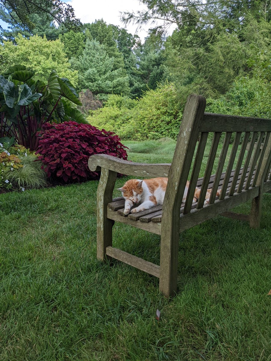 alisay23's tweet photo. @SarahMackAttack This cat is an icon and always a highlight of my visits to Longwood! https://t.co/xjop99E3wN