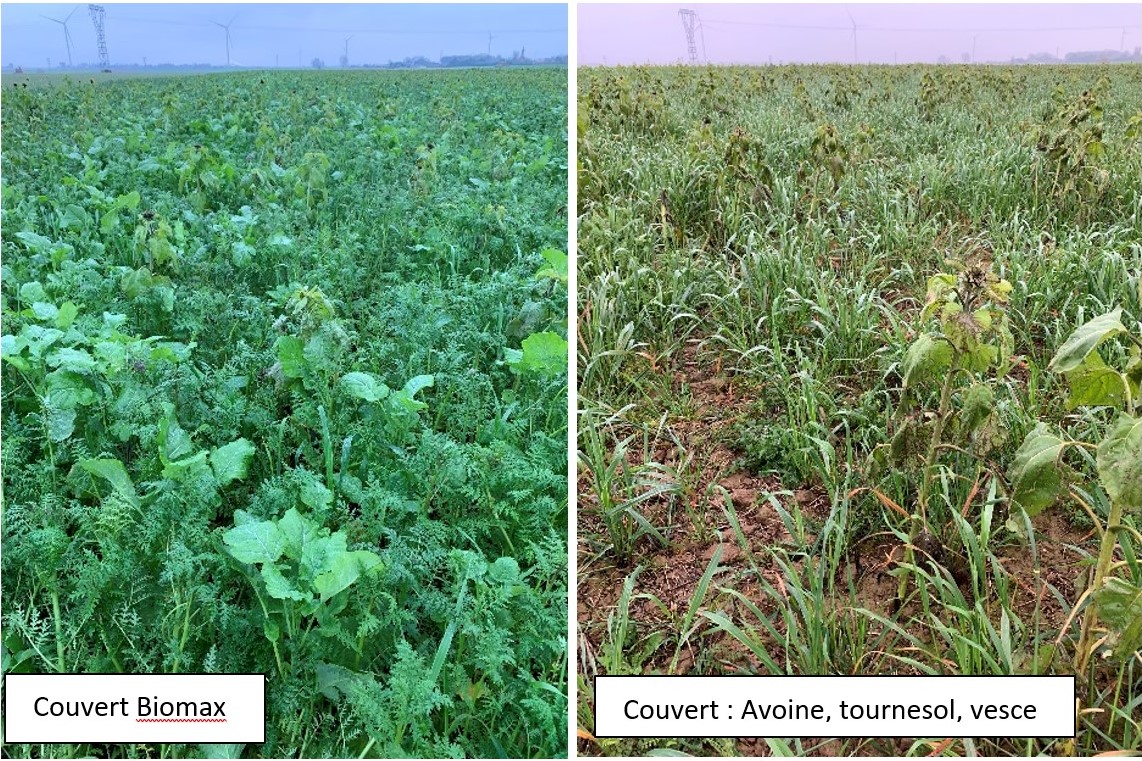novalis_terra's tweet photo. Une fois de plus les modalités en #NonLabour avec un #couvert #biomax sorte au-dessus des modalités labour en #pdt industrielle. @PaulRobertAgro #Agriculture #Agronomie #ACS  https://t.co/WX6CNRnS8m https://t.co/PKlHW6pjqQ