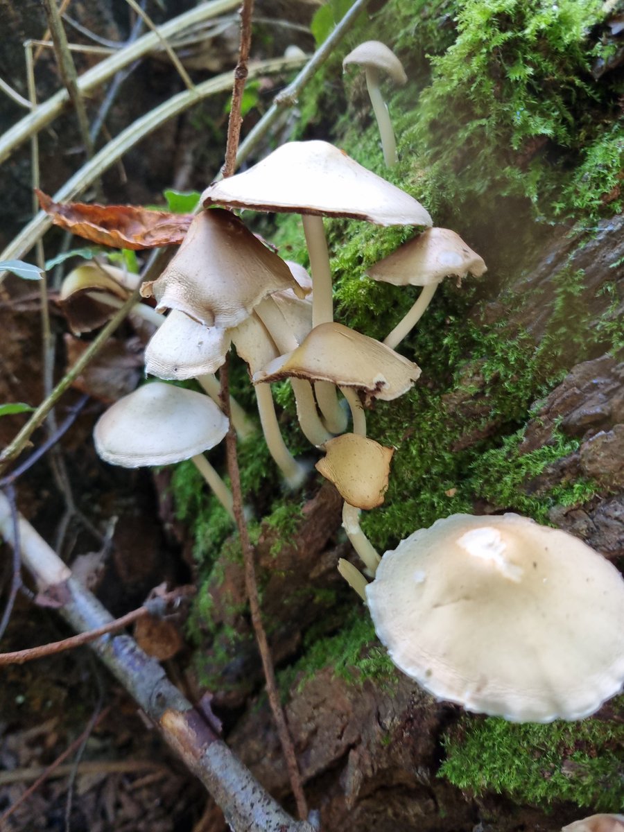 honeypotblogs's tweet photo. These guys have completely stumped me, no idea what they are?! @bernoid any idea? #fungi #fungus #mushrooms https://t.co/ExDxgaOZRh