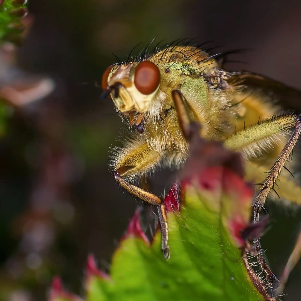 RigdenDebbie's tweet photo. Yellow dung-flies are one of the most familiar and abundant flies here in the United Kingdom
#yellowdungfly #dungfly #NaturePhotography #insects #flies #macro https://t.co/qsnxU78uXW