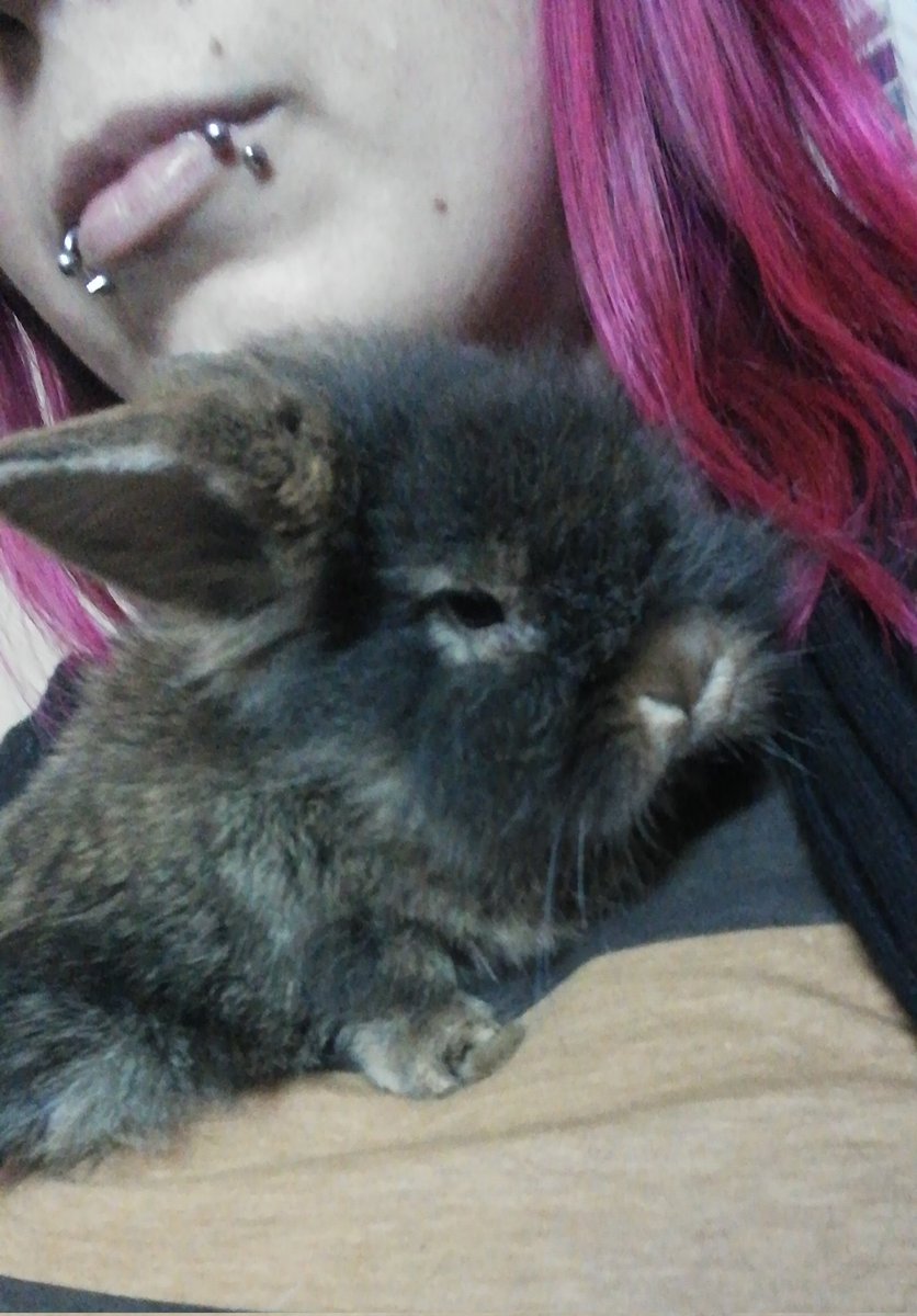 AndyBloom79's tweet photo. Lo que creció mi bebé.
#conejos #conejo #rabbit #rabbits #lionheadbunny #lionheadrabbit #lionhead #Misha #BunnyMom #bunnylove #cabezaDeLeon https://t.co/HiHSPIbyTA